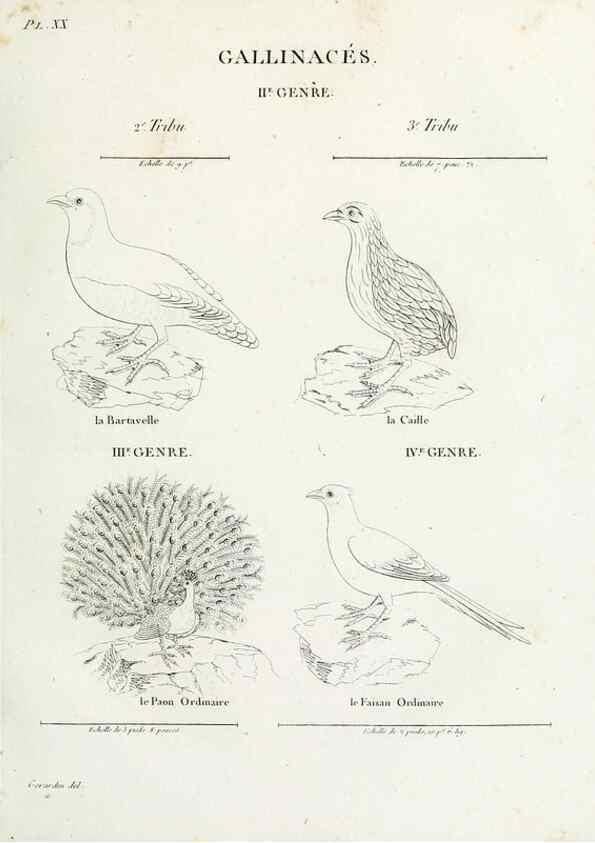 Reproducción/Reproduction 27713983628: Tableau élémentaire d'ornithologie, ou, Histoire naturelle des oiseaux que l'on rencontre communément en France :. Paris :Tournelsen,1806-1822.. 