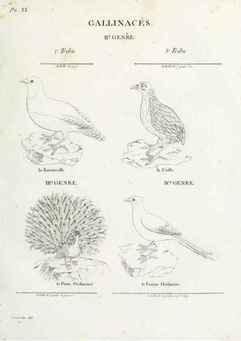 Reproducción/Reproduction 27713983628: Tableau élémentaire d'ornithologie, ou, Histoire naturelle des oiseaux que l'on rencontre communément en France :. Paris :Tournelsen,1806-1822.. 
