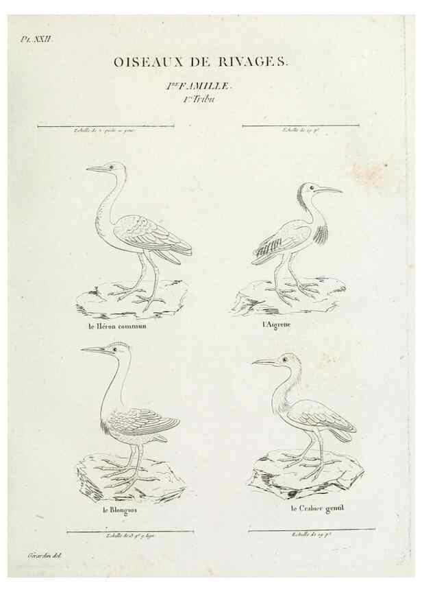Reproducción/Reproduction 41542902192: Tableau élémentaire d'ornithologie, ou, Histoire naturelle des oiseaux que l'on rencontre communément en France :. Paris :Tournelsen,1806-1822.. 