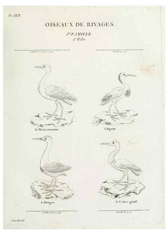 Reproducción/Reproduction 41542902192: Tableau élémentaire d'ornithologie, ou, Histoire naturelle des oiseaux que l'on rencontre communément en France :. Paris :Tournelsen,1806-1822.. 