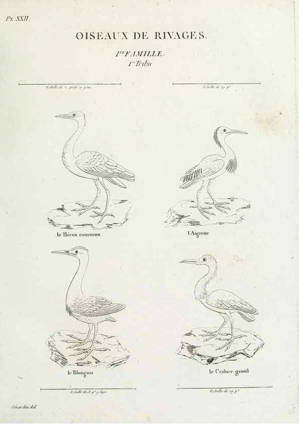 Reproducción/Reproduction 41542902192: Tableau élémentaire d'ornithologie, ou, Histoire naturelle des oiseaux que l'on rencontre communément en France :. Paris :Tournelsen,1806-1822.. 
