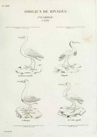 Reproducción/Reproduction 41542902192: Tableau élémentaire d'ornithologie, ou, Histoire naturelle des oiseaux que l'on rencontre communément en France :. Paris :Tournelsen,1806-1822.. 
