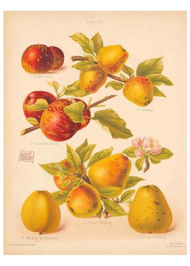 Reproducción/Reproduction 42306211381: The Herefordshire pomona, containing coloured figures and descriptions of the most esteemed kinds of apples and pears.. Hereford, [Eng.]Jakeman and Carver,1876-85.. 