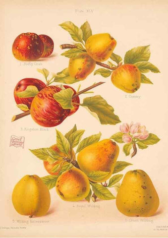 Reproducción/Reproduction 42306211381: The Herefordshire pomona, containing coloured figures and descriptions of the most esteemed kinds of apples and pears.. Hereford, [Eng.]Jakeman and Carver,1876-85.. 