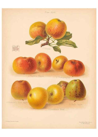 Reproducción/Reproduction 41404956565: The Herefordshire pomona, containing coloured figures and descriptions of the most esteemed kinds of apples and pears.. Hereford, [Eng.]Jakeman and Carver,1876-85.. 