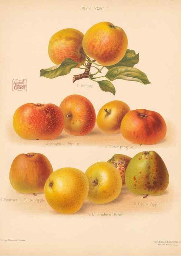 Reproducción/Reproduction 41404956565: The Herefordshire pomona, containing coloured figures and descriptions of the most esteemed kinds of apples and pears.. Hereford, [Eng.]Jakeman and Carver,1876-85.. 
