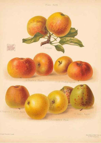 Reproducción/Reproduction 41404956565: The Herefordshire pomona, containing coloured figures and descriptions of the most esteemed kinds of apples and pears.. Hereford, [Eng.]Jakeman and Carver,1876-85.. 