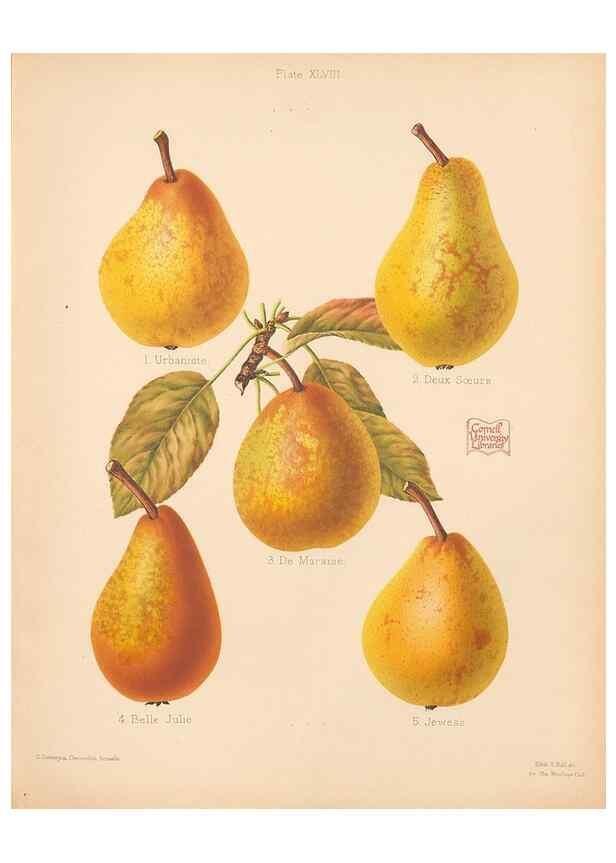 Reproducción/Reproduction 28433496148: The Herefordshire pomona, containing coloured figures and descriptions of the most esteemed kinds of apples and pears.. Hereford, [Eng.]Jakeman and Carver,1876-85.. 