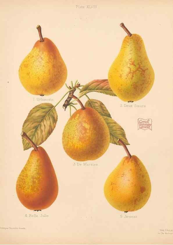 Reproducción/Reproduction 28433496148: The Herefordshire pomona, containing coloured figures and descriptions of the most esteemed kinds of apples and pears.. Hereford, [Eng.]Jakeman and Carver,1876-85.. 