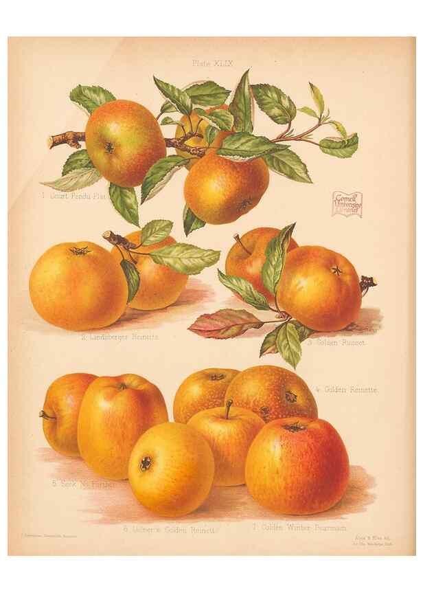 Reproducción/Reproduction 41404959575: The Herefordshire pomona, containing coloured figures and descriptions of the most esteemed kinds of apples and pears.. Hereford, [Eng.]Jakeman and Carver,1876-85.. 