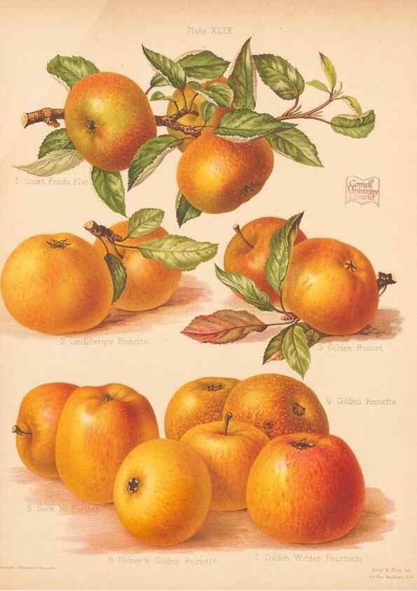 Reproducción/Reproduction 41404959575: The Herefordshire pomona, containing coloured figures and descriptions of the most esteemed kinds of apples and pears.. Hereford, [Eng.]Jakeman and Carver,1876-85.. 