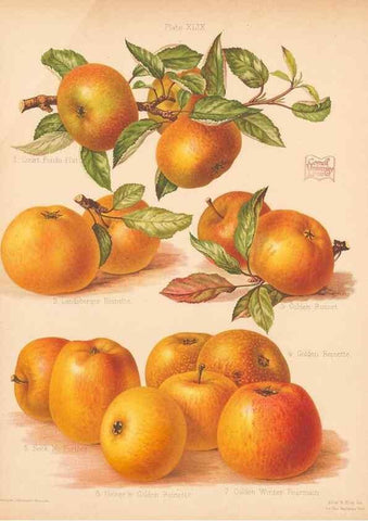Reproducción/Reproduction 41404959575: The Herefordshire pomona, containing coloured figures and descriptions of the most esteemed kinds of apples and pears.. Hereford, [Eng.]Jakeman and Carver,1876-85.. 