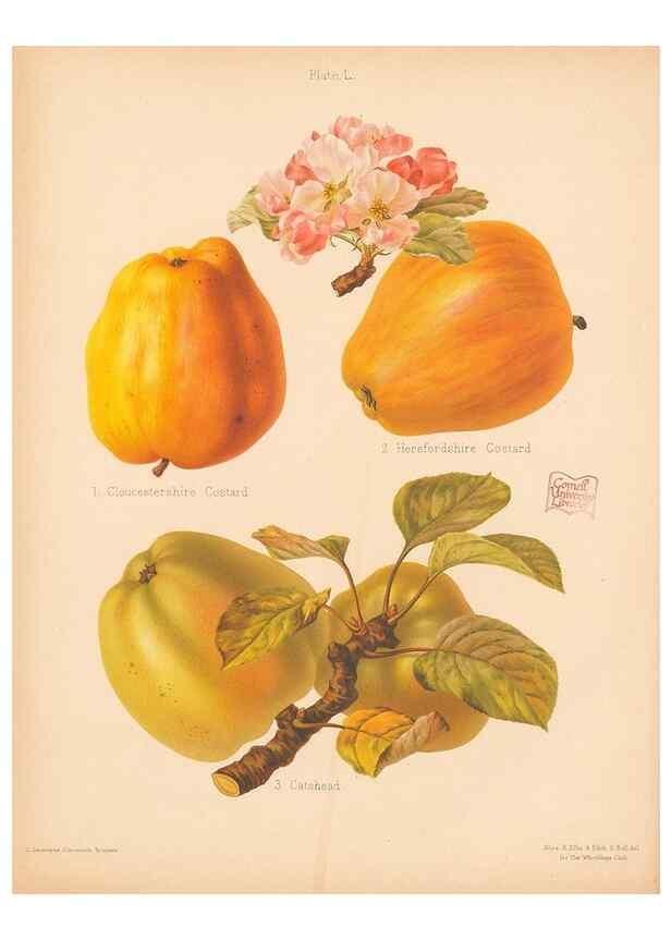 Reproducción/Reproduction 40499996580: The Herefordshire pomona, containing coloured figures and descriptions of the most esteemed kinds of apples and pears.. Hereford, [Eng.]Jakeman and Carver,1876-85.. 