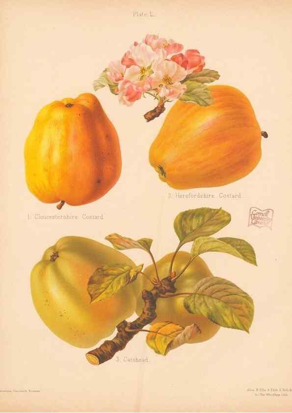 Reproducción/Reproduction 40499996580: The Herefordshire pomona, containing coloured figures and descriptions of the most esteemed kinds of apples and pears.. Hereford, [Eng.]Jakeman and Carver,1876-85.. 