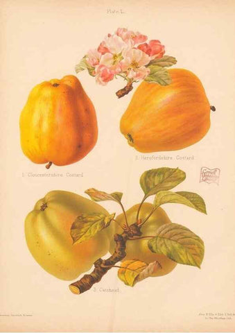 Reproducción/Reproduction 40499996580: The Herefordshire pomona, containing coloured figures and descriptions of the most esteemed kinds of apples and pears.. Hereford, [Eng.]Jakeman and Carver,1876-85.. 