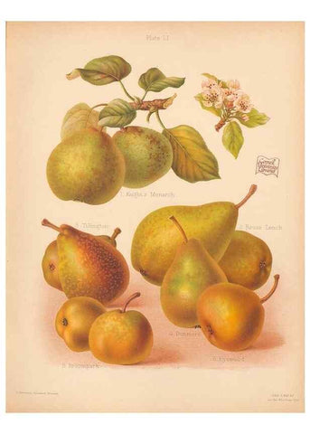 Reproducción/Reproduction 40499999790: The Herefordshire pomona, containing coloured figures and descriptions of the most esteemed kinds of apples and pears.. Hereford, [Eng.]Jakeman and Carver,1876-85.. 