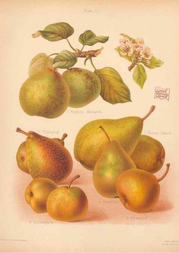 Reproducción/Reproduction 40499999790: The Herefordshire pomona, containing coloured figures and descriptions of the most esteemed kinds of apples and pears.. Hereford, [Eng.]Jakeman and Carver,1876-85.. 