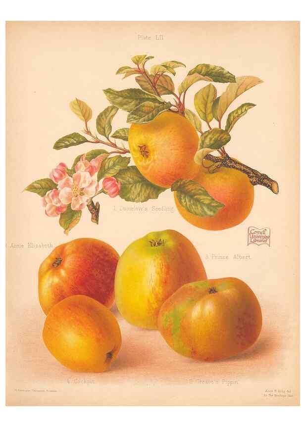 Reproducción/Reproduction 41404965305: The Herefordshire pomona, containing coloured figures and descriptions of the most esteemed kinds of apples and pears.. Hereford, [Eng.]Jakeman and Carver,1876-85.. 