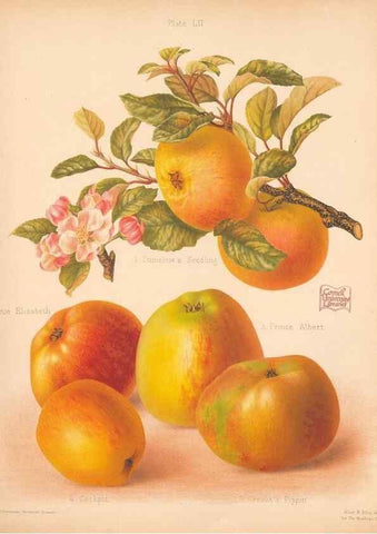 Reproducción/Reproduction 41404965305: The Herefordshire pomona, containing coloured figures and descriptions of the most esteemed kinds of apples and pears.. Hereford, [Eng.]Jakeman and Carver,1876-85.. 