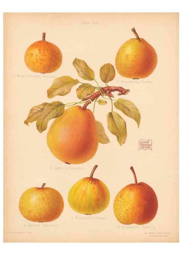 Reproducción/Reproduction 41404967965: The Herefordshire pomona, containing coloured figures and descriptions of the most esteemed kinds of apples and pears.. Hereford, [Eng.]Jakeman and Carver,1876-85.. 