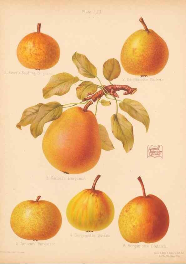Reproducción/Reproduction 41404967965: The Herefordshire pomona, containing coloured figures and descriptions of the most esteemed kinds of apples and pears.. Hereford, [Eng.]Jakeman and Carver,1876-85.. 