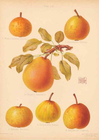 Reproducción/Reproduction 41404967965: The Herefordshire pomona, containing coloured figures and descriptions of the most esteemed kinds of apples and pears.. Hereford, [Eng.]Jakeman and Carver,1876-85.. 