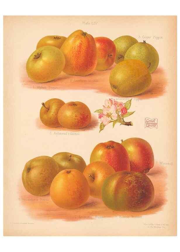 Reproducción/Reproduction 41404971135: The Herefordshire pomona, containing coloured figures and descriptions of the most esteemed kinds of apples and pears.. Hereford, [Eng.]Jakeman and Carver,1876-85.. 