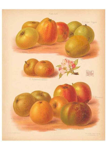 Reproducción/Reproduction 41404971135: The Herefordshire pomona, containing coloured figures and descriptions of the most esteemed kinds of apples and pears.. Hereford, [Eng.]Jakeman and Carver,1876-85.. 