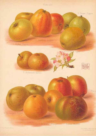 Reproducción/Reproduction 41404971135: The Herefordshire pomona, containing coloured figures and descriptions of the most esteemed kinds of apples and pears.. Hereford, [Eng.]Jakeman and Carver,1876-85.. 
