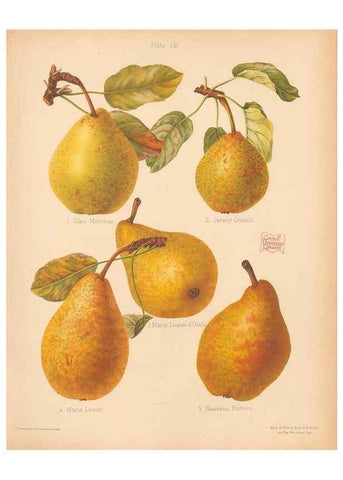 Reproducción/Reproduction 40500012600: The Herefordshire pomona, containing coloured figures and descriptions of the most esteemed kinds of apples and pears.. Hereford, [Eng.]Jakeman and Carver,1876-85.. 