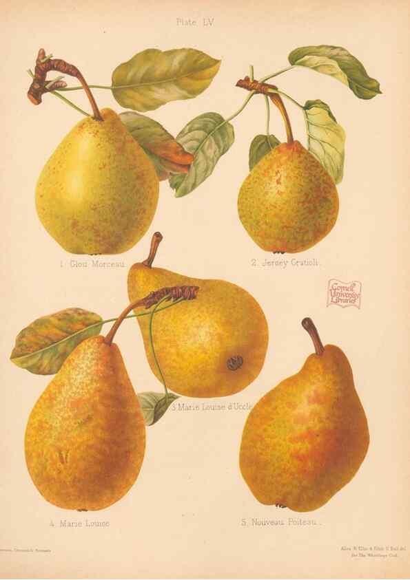 Reproducción/Reproduction 40500012600: The Herefordshire pomona, containing coloured figures and descriptions of the most esteemed kinds of apples and pears.. Hereford, [Eng.]Jakeman and Carver,1876-85.. 