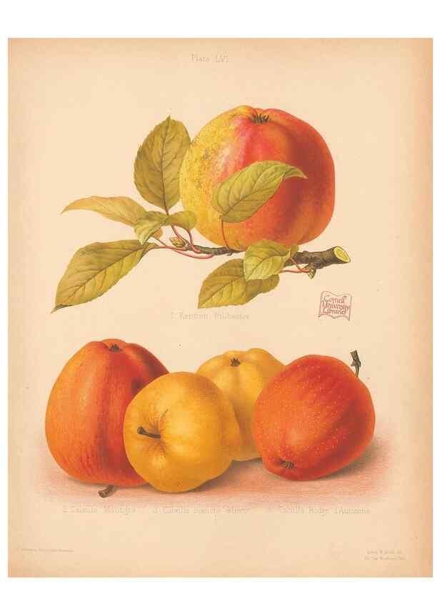 Reproducción/Reproduction 41404976995: The Herefordshire pomona, containing coloured figures and descriptions of the most esteemed kinds of apples and pears.. Hereford, [Eng.]Jakeman and Carver,1876-85.. 