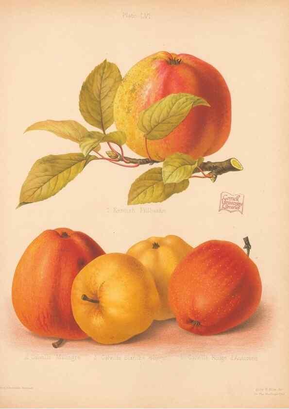 Reproducción/Reproduction 41404976995: The Herefordshire pomona, containing coloured figures and descriptions of the most esteemed kinds of apples and pears.. Hereford, [Eng.]Jakeman and Carver,1876-85.. 