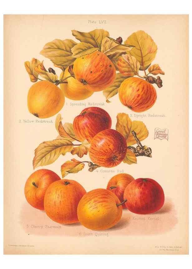 Reproducción/Reproduction 41404980195: The Herefordshire pomona, containing coloured figures and descriptions of the most esteemed kinds of apples and pears.. Hereford, [Eng.]Jakeman and Carver,1876-85.. 
