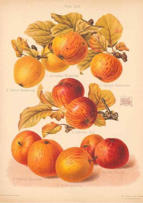 Reproducción/Reproduction 41404980195: The Herefordshire pomona, containing coloured figures and descriptions of the most esteemed kinds of apples and pears.. Hereford, [Eng.]Jakeman and Carver,1876-85.. 