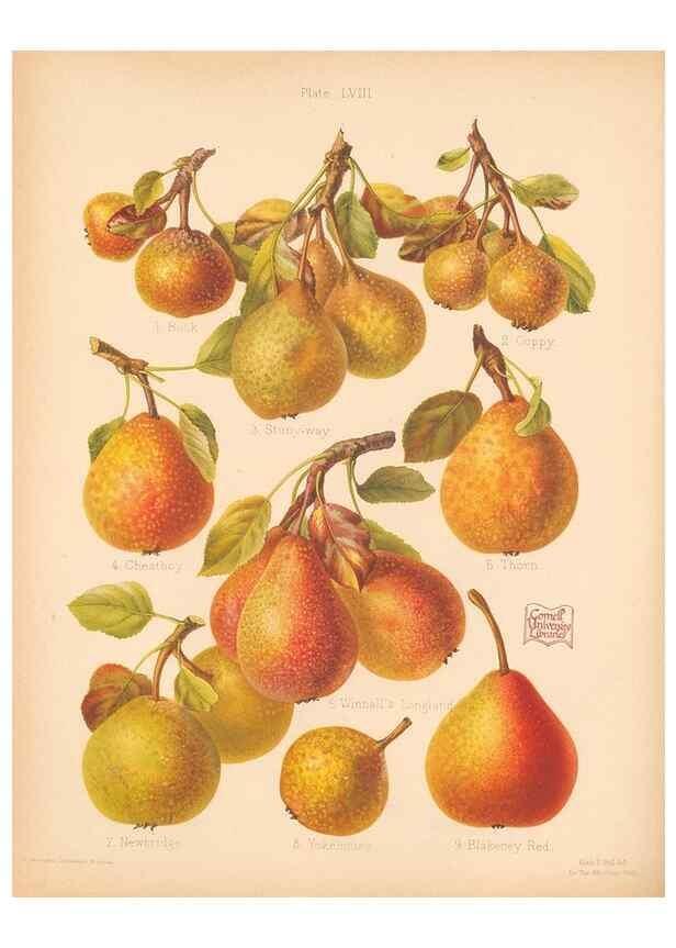 Reproducción/Reproduction 40500022040: The Herefordshire pomona, containing coloured figures and descriptions of the most esteemed kinds of apples and pears.. Hereford, [Eng.]Jakeman and Carver,1876-85.. 