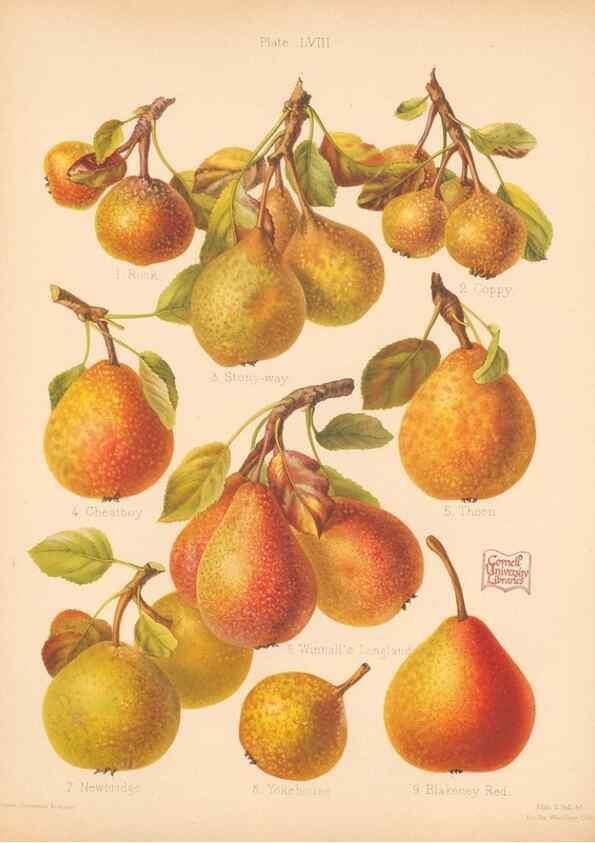 Reproducción/Reproduction 40500022040: The Herefordshire pomona, containing coloured figures and descriptions of the most esteemed kinds of apples and pears.. Hereford, [Eng.]Jakeman and Carver,1876-85.. 