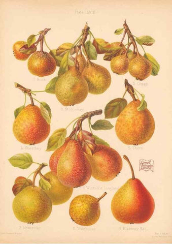 Reproducción/Reproduction 40500022040: The Herefordshire pomona, containing coloured figures and descriptions of the most esteemed kinds of apples and pears.. Hereford, [Eng.]Jakeman and Carver,1876-85.. 