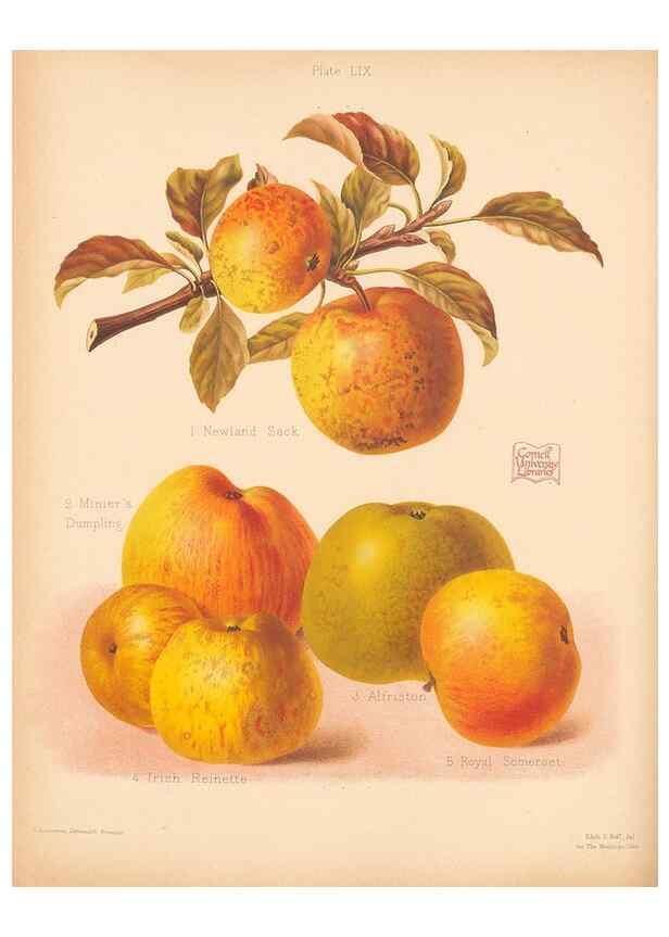 Reproducción/Reproduction 41404986255: The Herefordshire pomona, containing coloured figures and descriptions of the most esteemed kinds of apples and pears.. Hereford, [Eng.]Jakeman and Carver,1876-85.. 