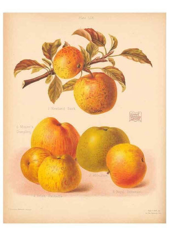 Reproducción/Reproduction 41404986255: The Herefordshire pomona, containing coloured figures and descriptions of the most esteemed kinds of apples and pears.. Hereford, [Eng.]Jakeman and Carver,1876-85.. 