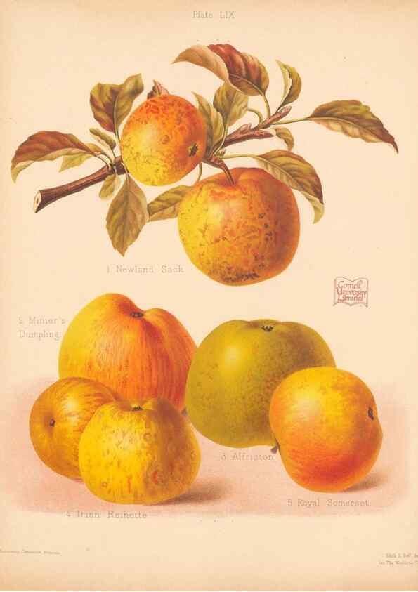 Reproducción/Reproduction 41404986255: The Herefordshire pomona, containing coloured figures and descriptions of the most esteemed kinds of apples and pears.. Hereford, [Eng.]Jakeman and Carver,1876-85.. 