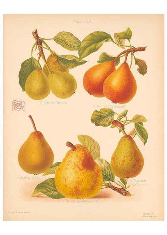 Reproducción/Reproduction 41404951705: The Herefordshire pomona, containing coloured figures and descriptions of the most esteemed kinds of apples and pears.. Hereford, [Eng.]Jakeman and Carver,1876-85.. 