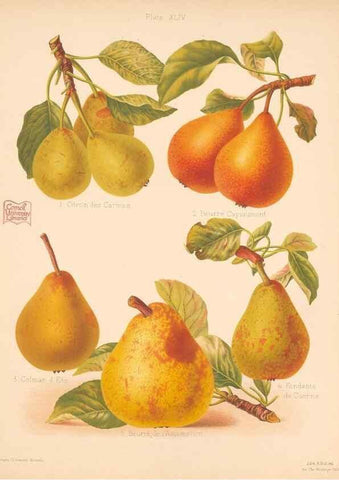 Reproducción/Reproduction 41404951705: The Herefordshire pomona, containing coloured figures and descriptions of the most esteemed kinds of apples and pears.. Hereford, [Eng.]Jakeman and Carver,1876-85.. 