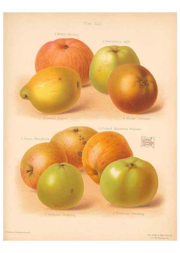 Reproducción/Reproduction 41584569724: The Herefordshire pomona, containing coloured figures and descriptions of the most esteemed kinds of apples and pears.. Hereford, [Eng.]Jakeman and Carver,1876-85.. 