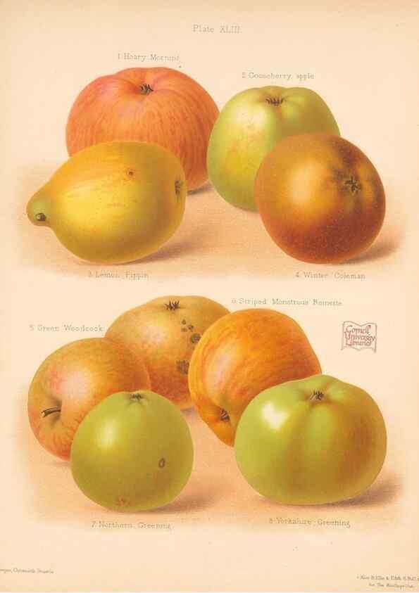 Reproducción/Reproduction 41584569724: The Herefordshire pomona, containing coloured figures and descriptions of the most esteemed kinds of apples and pears.. Hereford, [Eng.]Jakeman and Carver,1876-85.. 