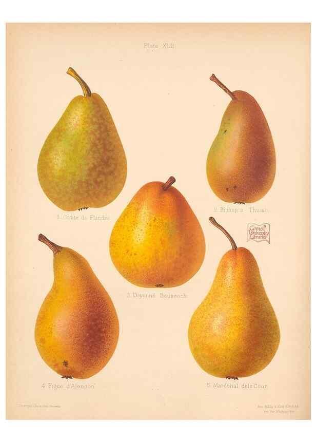 Reproducción/Reproduction 41584566904: The Herefordshire pomona, containing coloured figures and descriptions of the most esteemed kinds of apples and pears.. Hereford, [Eng.]Jakeman and Carver,1876-85.. 