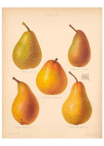 Reproducción/Reproduction 41584566904: The Herefordshire pomona, containing coloured figures and descriptions of the most esteemed kinds of apples and pears.. Hereford, [Eng.]Jakeman and Carver,1876-85.. 