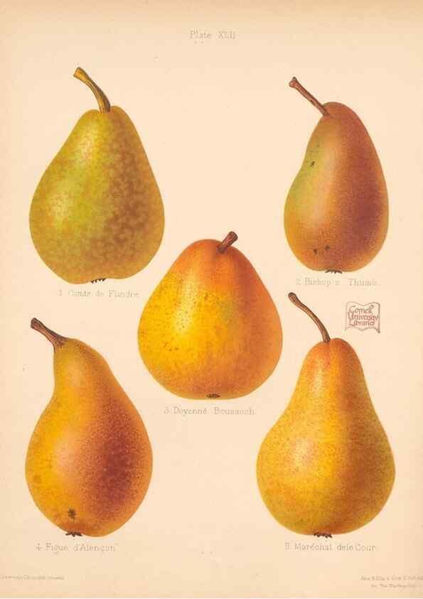 Reproducción/Reproduction 41584566904: The Herefordshire pomona, containing coloured figures and descriptions of the most esteemed kinds of apples and pears.. Hereford, [Eng.]Jakeman and Carver,1876-85.. 