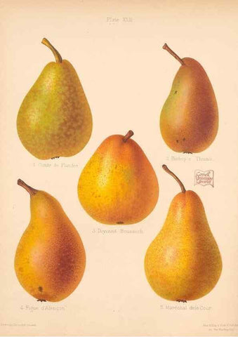 Reproducción/Reproduction 41584566904: The Herefordshire pomona, containing coloured figures and descriptions of the most esteemed kinds of apples and pears.. Hereford, [Eng.]Jakeman and Carver,1876-85.. 