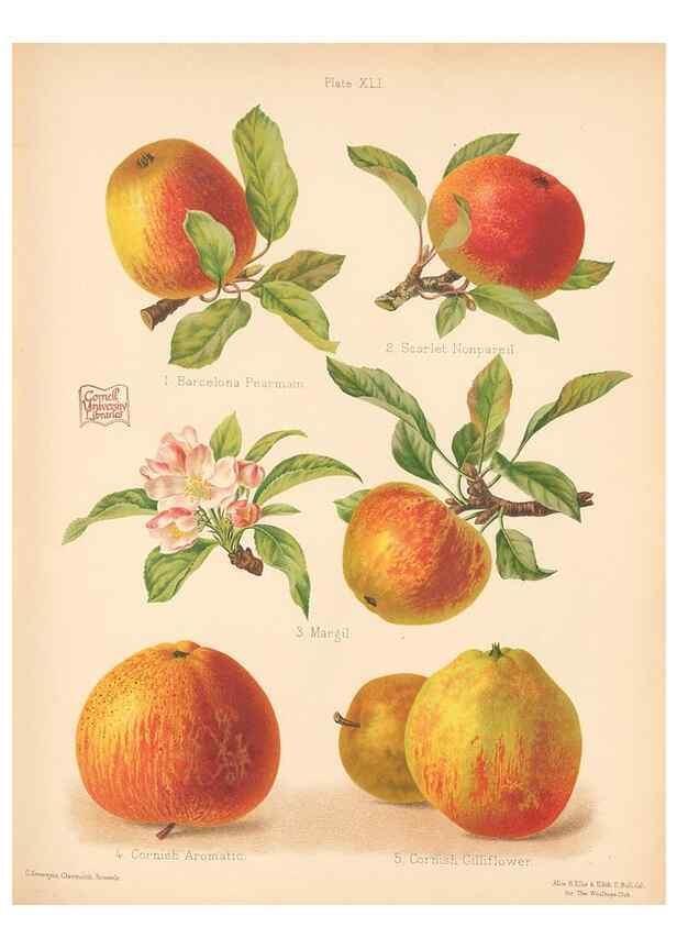 Reproducción/Reproduction 41404942155: The Herefordshire pomona, containing coloured figures and descriptions of the most esteemed kinds of apples and pears.. Hereford, [Eng.]Jakeman and Carver,1876-85.. 